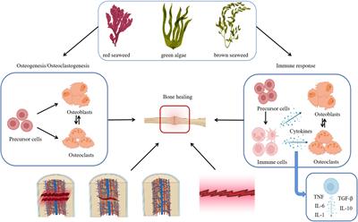 Application of seaweed polysaccharide in bone tissue regeneration